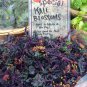 Purple Kale Redbor Brassica oleracea var. acephala - 20 Seeds
