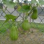 Organic Chayote Pear Squash Mirliton Sechium edule - 2 Whole Fruits Seeds