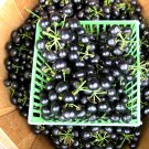 True Heirloom Garden Huckleberry Solanum nigrum var. melanoserasum - 50 Seeds