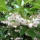 Sale! White Japanese Snowbell Styrax japonicus 2 for 1 - 20 Seeds