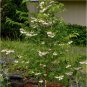 Sale! White Japanese Snowbell Styrax japonicus 2 for 1 - 20 Seeds