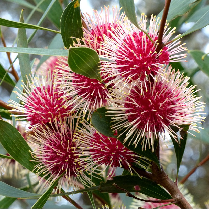 Rare Emu Bush Pincushion Hakea Laurina 5 Seeds