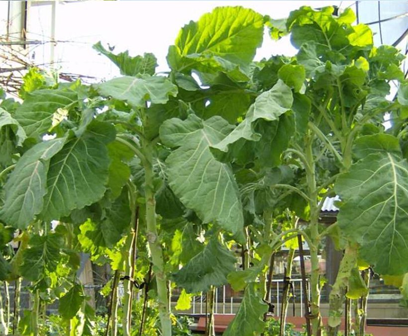 Rare Giant Walking Stick Jersey Kale Brassica oleracea ...