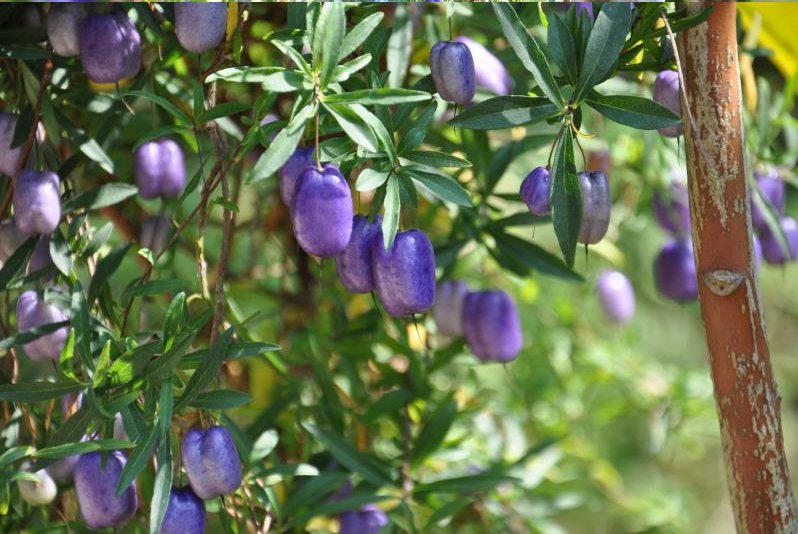 Rare Wild Tasmanian Purple Apple Berry Billardiera longiflora 15 Seeds