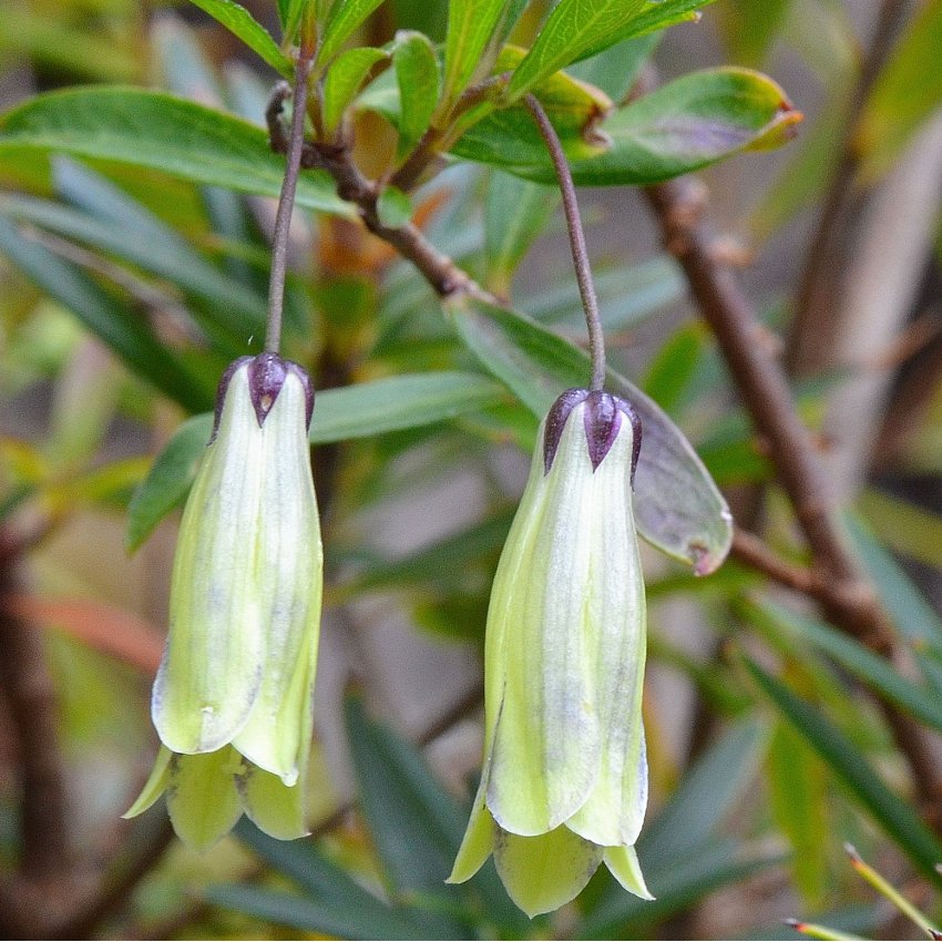 Rare Wild Tasmanian Purple Apple Berry Billardiera longiflora 15 Seeds