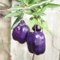 Rare Wild Tasmanian Purple Apple Berry Billardiera longiflora - 15 Seeds