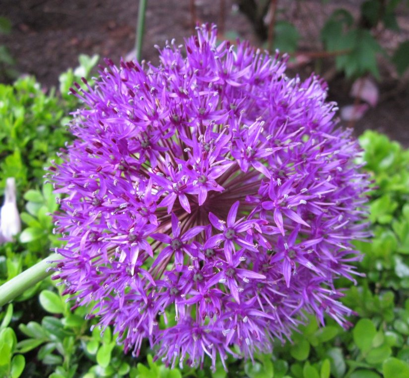 Ornamental Onion 'Purple Sensation' Allium aflatunense - 50 Seeds