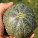 Rare Small Heirloom True French Petit Gris de Rennes Gourmet Melon Cucumis Melo - 20 Seeds