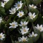 Hardy White Bloodroot Sanguinaria canadensis - 15 Seeds