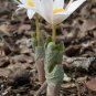 Hardy White Bloodroot Sanguinaria canadensis - 15 Seeds
