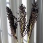 Organic Heirloom Sorghum Black Amber Sorghum bicolor - 100 Seeds