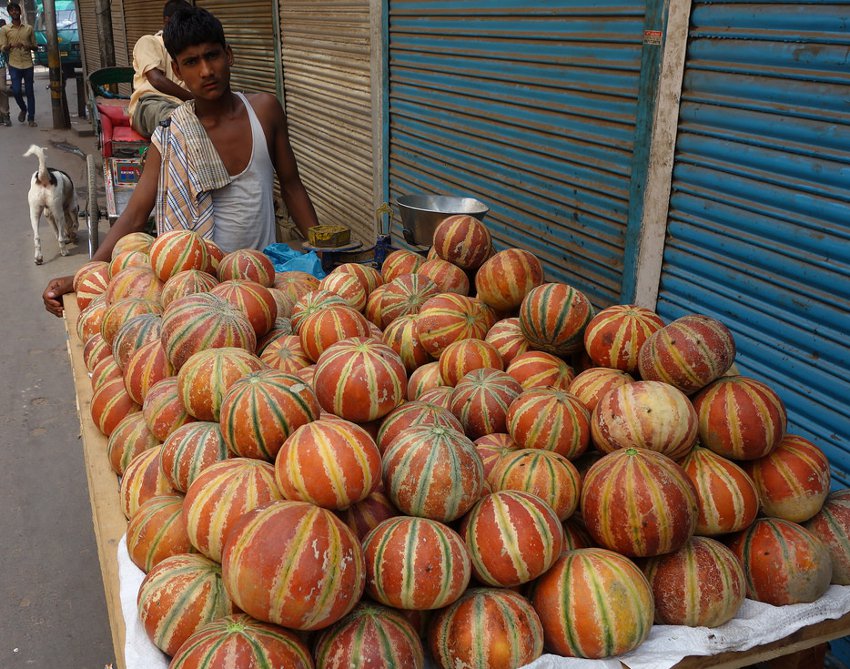 Rare Kharbooza Kajari Melon India Cucumis melo 10 Seeds