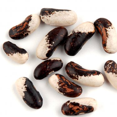 Appaloosa Bean Seeds for Organic or Botanical Craft  - 50 Bead Seeds