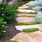 Fairy Garden Heath Pearlwort Irish Moss Sagina Subulata - 100 Seeds