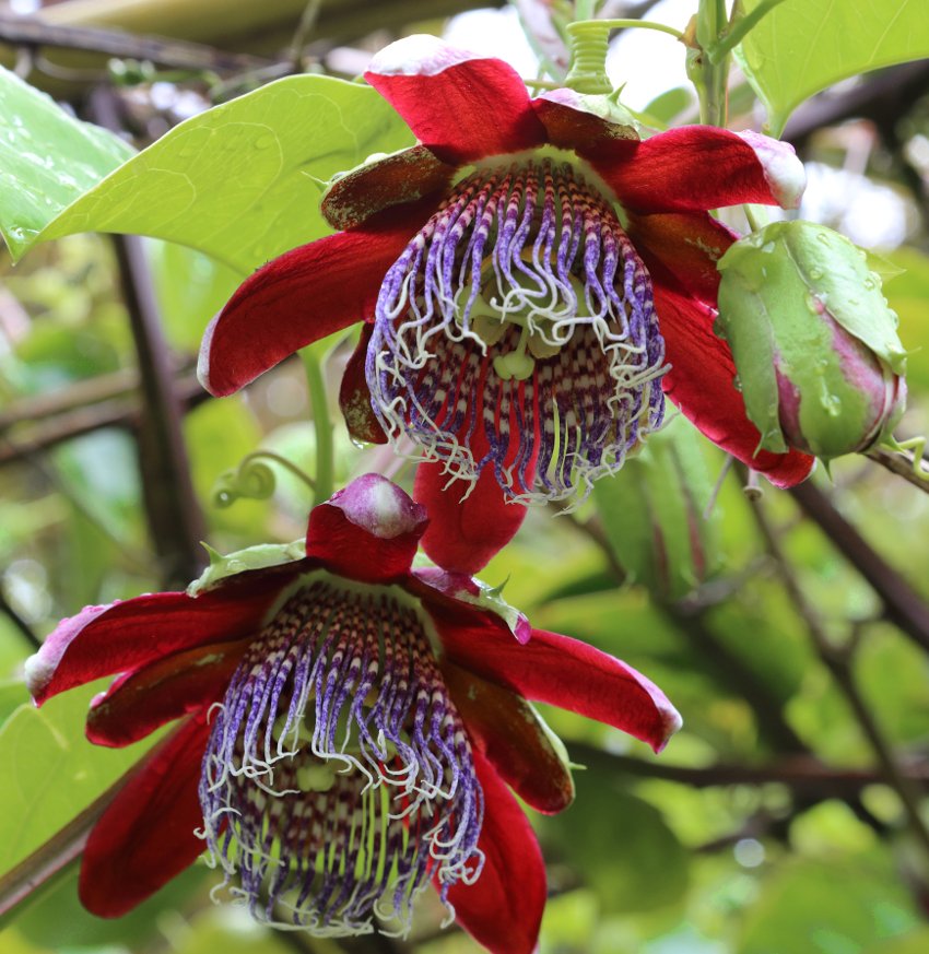 Wingstem Fragrant Granadilla Passion Flower Passiflora alata - 5 Seeds