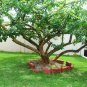 Mexican Calabash Tree Crescentia alata - 25 Seeds