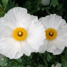 Bulk White Tree Poppy Matilija Fried Egg Romneya coulteri - 250 Seeds