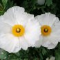 Bulk White Tree Poppy Matilija Fried Egg Romneya coulteri - 250 Seeds