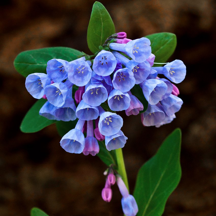 Virginia Bluebells Roanoke Bells Mertensia virginica - 30 Seeds
