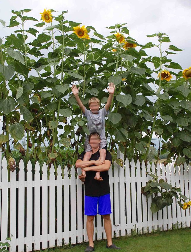 Organic Giant Skyscraper Sunflower Helianthus annuus 25 Seeds