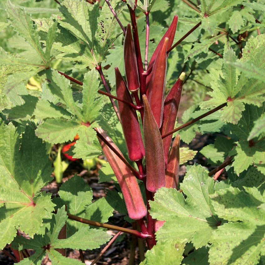 Organic Red Spineless Okra Abelmoschus esculentus - 100 Seeds