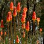 Red Tritoma Torch Lily Kniphofia Uvaria - 30 Seeds