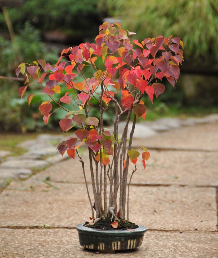 Bonsai Chinese Tallow Tree Triadica sebifera 20 Seeds