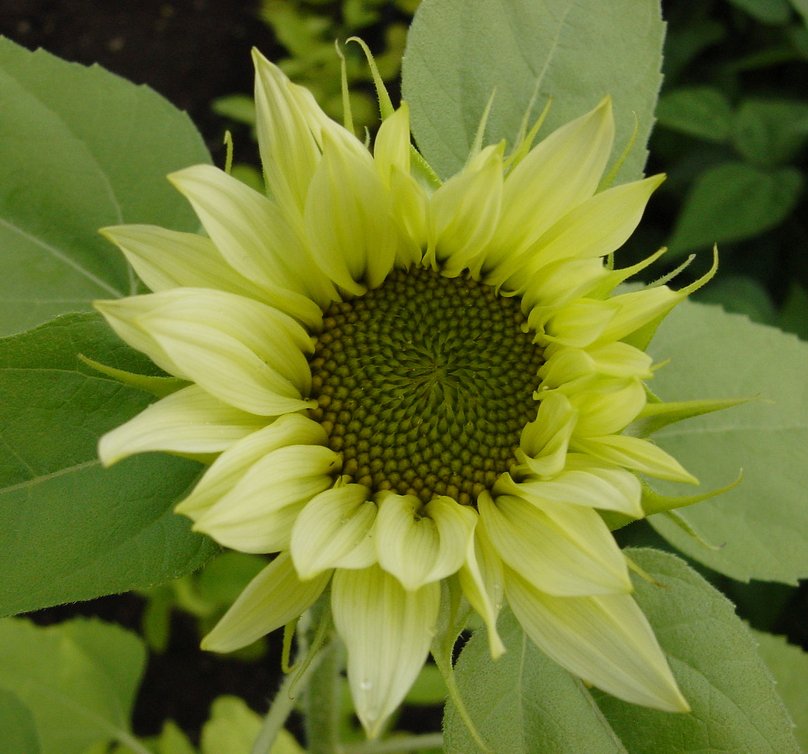 Lime Colored Sunflower Jade Helianthus Annuus 15 Seeds
