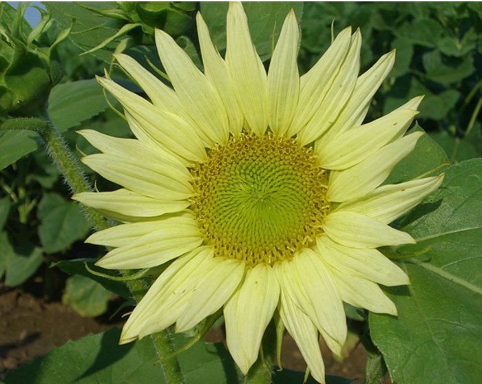 Lime Colored Sunflower Jade Helianthus Annuus 15 Seeds