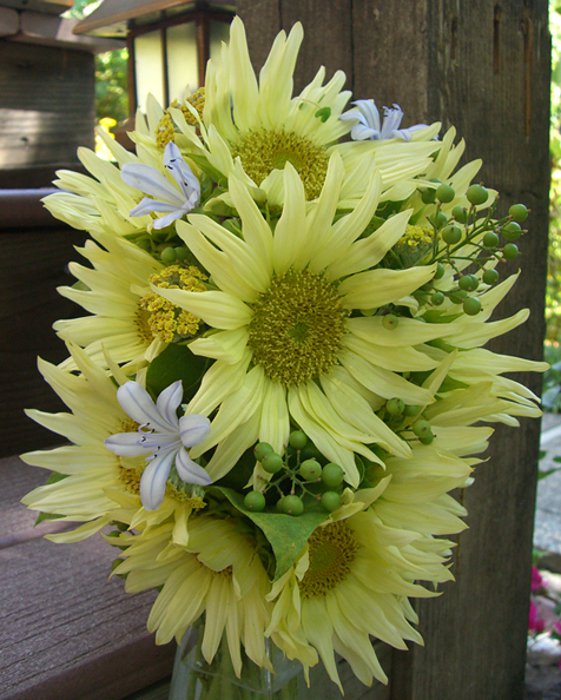 Lime Colored Sunflower Jade Helianthus Annuus 15 Seeds