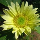 Lime Colored Sunflower Jade Helianthus Annuus- 15 Seeds