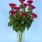Tall Cockscomb Celosia argentea var. Cristata - 50 Seeds