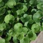 Fairy Garden Emerald Green Carpet Dichondra Repens - 100 Seeds