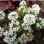 Fairy Garden 'Sweet Alice' Carpet Flower Lobularia maritima - 200 Seeds