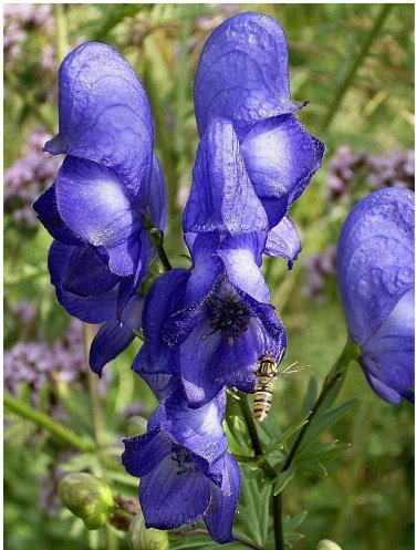 Rare True Blue Iron Helmet Monks Hood Aconitum Napellus - 20 Seeds