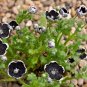 Fairy Garden Penny Black Eyes Nemophila discoidalis - 50 Seeds