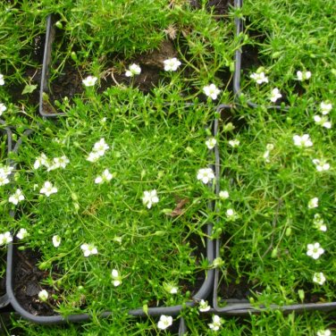 Heath Pearlwort Irish Moss Sagina Subulata - 100 Seeds