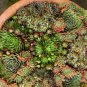 Fairy Garden Mixed Cactus Hen and Chick's Succulents Sempervivum - 50 Seeds