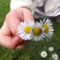 Fairy Garden White Mini GÃ¤nseblÃ¼mchen Dwarf English Daisy Single Bellis perennis - 100 Seeds