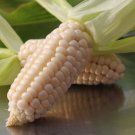 Rare Heirloom OP White Sweet Corn Luther Hill Zea Mais - 50 Seeds