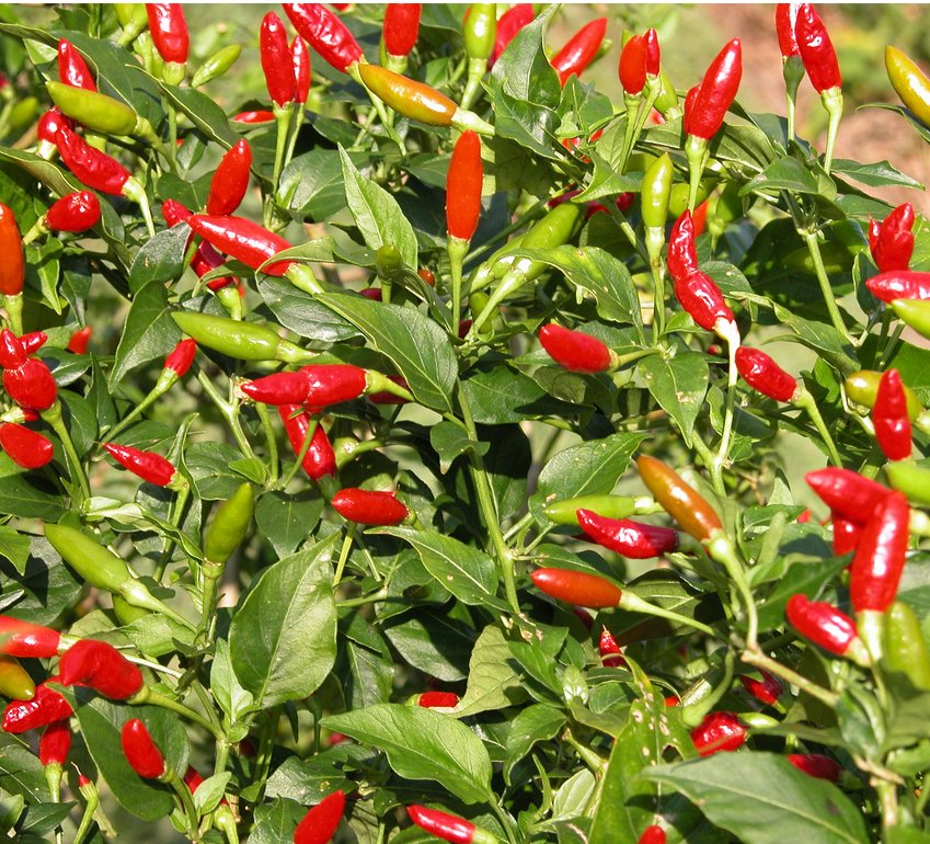 Mexican Heirloom Chili Pepper Tabasco Capsicum frutescens - 30 Seeds