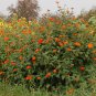 Red Mexican Bush Sunflower Tithonia rotundiflora - 100 Seeds