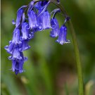 Fairy Garden True Wild English Woodland Bluebell Hyacinthoides Scilla Non-Scripta - 25 Seeds