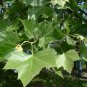 Sycamore Buttonwood Planetree Platanus occidentalis - 50 Seeds