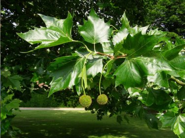 Sycamore Buttonwood Planetree Platanus occidentalis - 50 Seeds