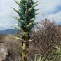 Rare Terrestrial Chilean Sapphire Tower Puya alpestris - 30 Seeds