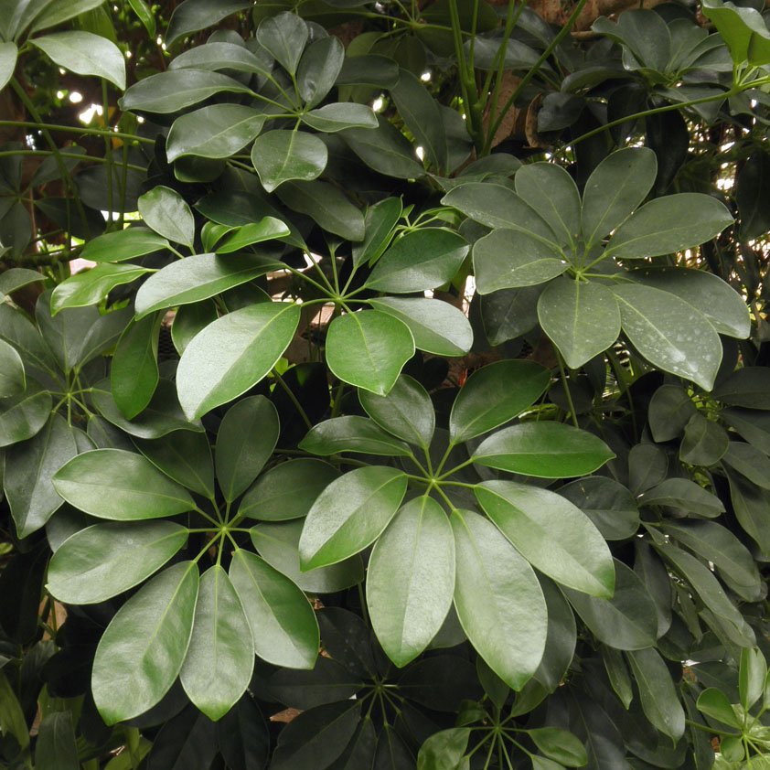 Bulk Dwarf Hawaiian Umbrella Tree Schefflera arboricola - 100 Seeds