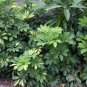 Bulk Dwarf Hawaiian Umbrella Tree Schefflera arboricola - 100 Seeds