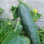Prolific Marketmore 76 Slicing Cucumber Cucumis Sativus - 50 Seeds
