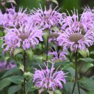 Fairy Garden Magical Sensitive Moving Plant Mimosa Pudica - 25 Seed